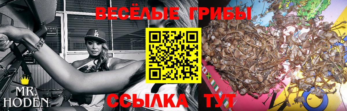 Азов  Псилоцибиновые грибы Cubensis  сколько стоит  Вход с VPN  Псилоцибиновые грибы Cubensis 